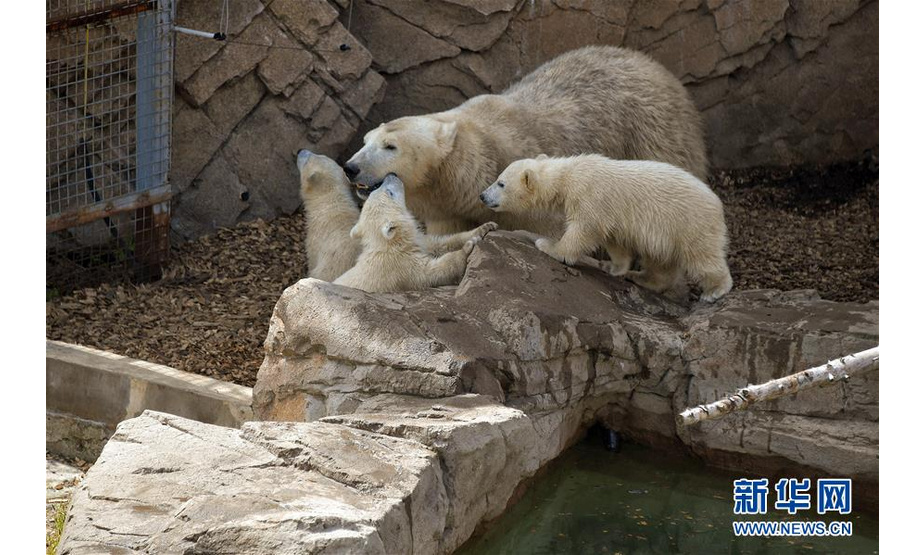 5月14日，在法国昂蒂布的马林兰海洋主题公园，小北极熊三胞胎和妈妈在一起。 新华社发（塞尔热·阿乌兹摄）