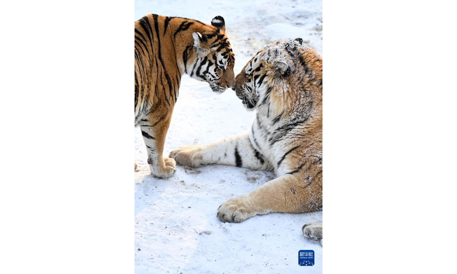1月13日，在吉林省东北虎园内，两只东北虎在雪地上嬉戏。

　　冬季里，在位于吉林长春的东北虎园内，东北虎享受惬意生活。

　　新华社记者 颜麟蕴 摄