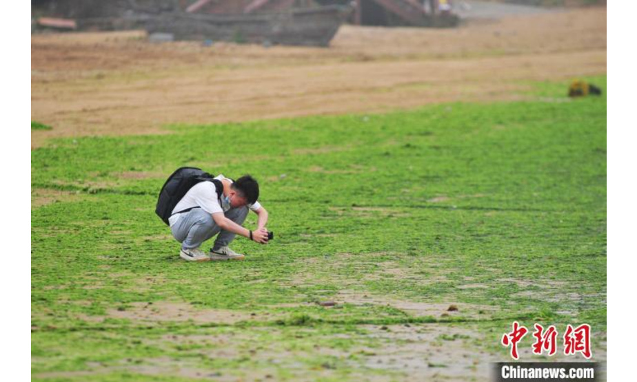 6月17日，一名游客在山东省青岛市一处沿海沙滩上拍摄浒苔。　王海滨 摄
