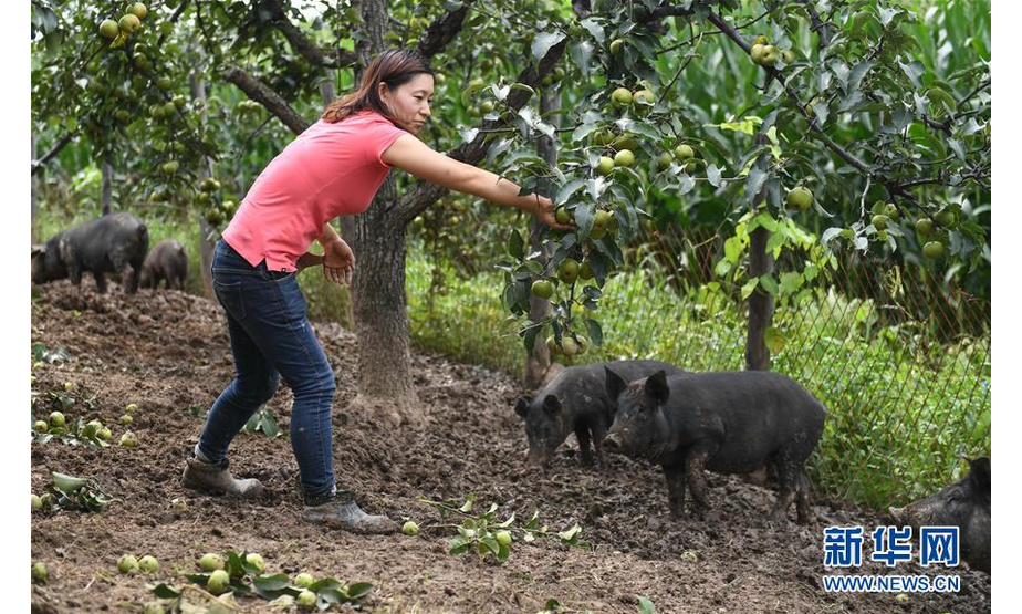 8月20日，康丹丹在果园内摘果树上的苹果梨喂猪。新华社记者 王昊飞 摄