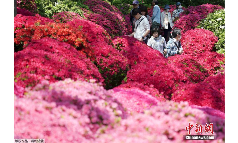 当地时间2019年4月16日，日本东京，根津神社里杜鹃花盛放，引来大批赏花游客。

