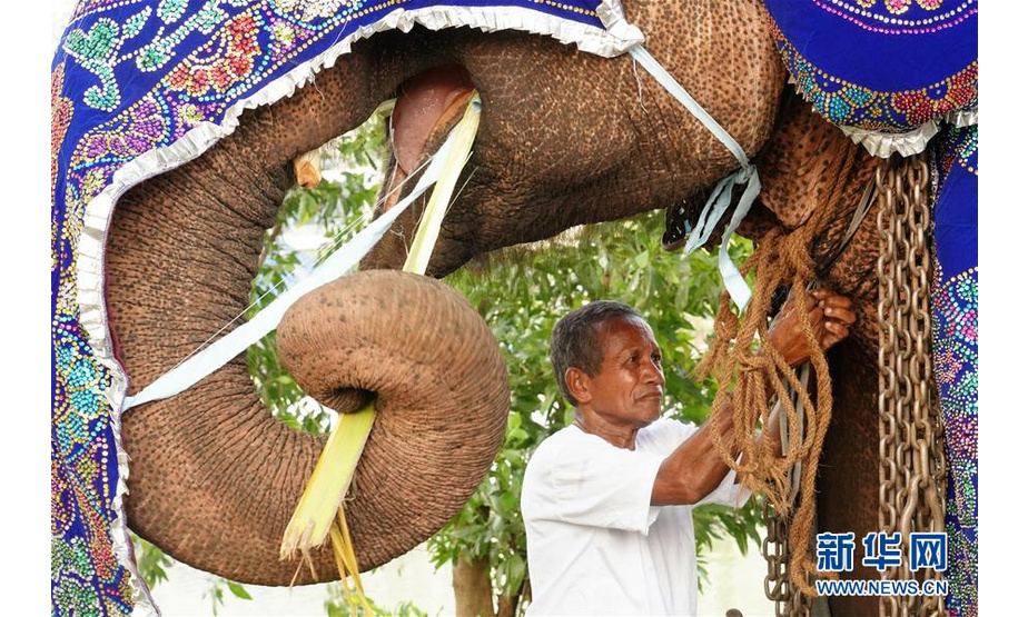 　　2月18日，在斯里兰卡首都科伦坡，贾亚拉夫纳为25岁的大象“坎贾纳”参加游行典礼“穿衣打扮”。“坎贾纳”来自斯里兰卡中部库鲁内格勒，它的主人贾亚拉夫纳说，他们走了4天才抵达科伦坡。 位于斯里兰卡首都科伦坡市中心的贝拉湖畔平日里行人不多、十分安宁。不过，在每年2月佛教节日“纳瓦姆月圆节”期间，这里都会因一些远方“贵宾”安营扎寨而失去以往的宁静，它们就是受邀参加月圆节游行的几十头大象。 新华社记者 唐璐 摄