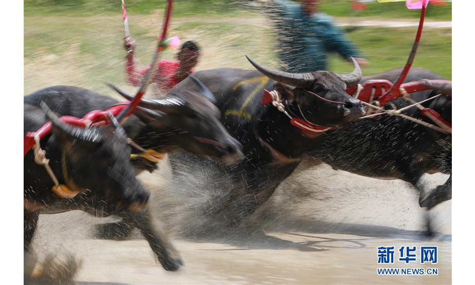 7月13日，在泰国春武里府赛牛节上，参赛者驾驭水牛参加比赛。新华社记者 张可任 摄