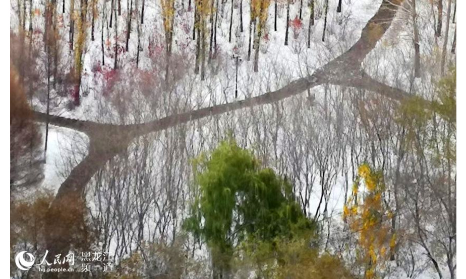 人民网哈尔滨10月29日电（焦洋）从10月26日夜间开始，哈尔滨持续降雪。在这深秋的时节，一场久违了的瑞雪纷飞，为大地和花草树木披上了银白色，让人们感觉到了冬季的临近。

降雪后，红花、绿草、秋落叶在白雪的映衬下分外妖娆，颜色鲜艳，白里透着红、透着绿、透着黄……2018年秋末初冬的首次降雪，调动了哈尔滨市民赏雪、玩雪的热情，纷纷来到户外记录下身边的雪景。拿起手机人人都是“摄影师”，一场晒雪景的网络接力搅热了冰城人的“朋友圈”。路。曹凤艳 摄
