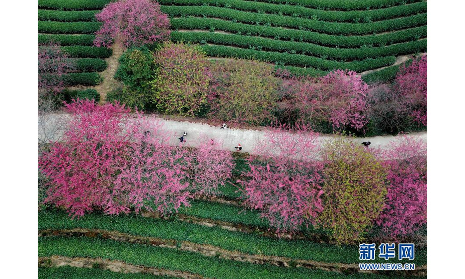 这是2月8日拍摄的台品樱花茶园美景（无人机照片）。