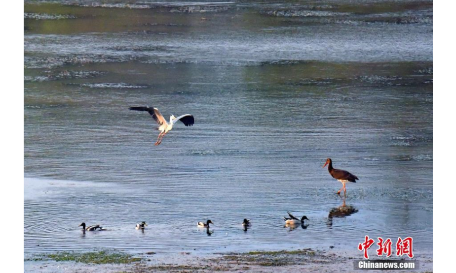 初夏时节，有着“鸟中大熊猫”之称的黑鹳现身山西长子精卫湖国家湿地公园。 刘峰 摄