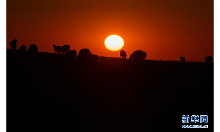 落日映红新疆裕民县巴尔鲁克山区夏牧场的天空，羊群仍流连于牧草，缓缓而归（6月15日摄）。

　　新疆北部裕民县巴尔鲁克山区是优良的牧场、重要牧业生产地。裕民县全县草原面积700多万亩，可利用面积530多万亩。

　　眼下，巴尔鲁克山区的夏牧场迎来放牧黄金季。群山起伏，峰峦翠绿，毡房、牛羊等牲畜分散点缀其间，自驾游客时而穿梭往来，共同谱写一曲高山夏季牧歌。

　　新华社记者 胡虎虎 摄
