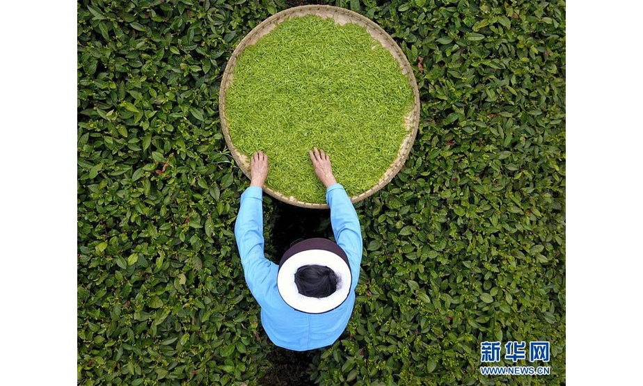 在贵州省贵定县一家茶场，茶农在采摘茶叶（3月17日摄）。新华社发（蔡兴文 摄）