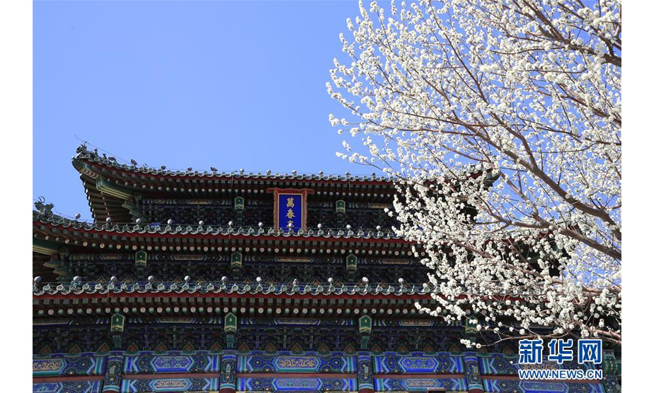 　3月11日在北京景山公园拍摄的桃花。随着天气转暖，北京各大公园和街头的各种春花陆续绽放。 新华社发（刘宪国 摄）