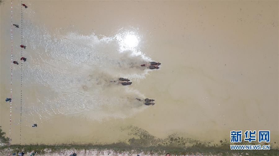 月13日，在泰国春武里府赛牛节上，参赛者驾驭水牛参加比赛。新华社记者 张可任 摄