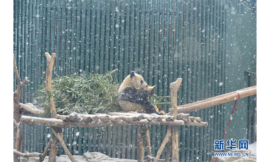 2月12日，北京动物园的大熊猫在雪中吃竹笋。新华社发（樊甲山 摄）