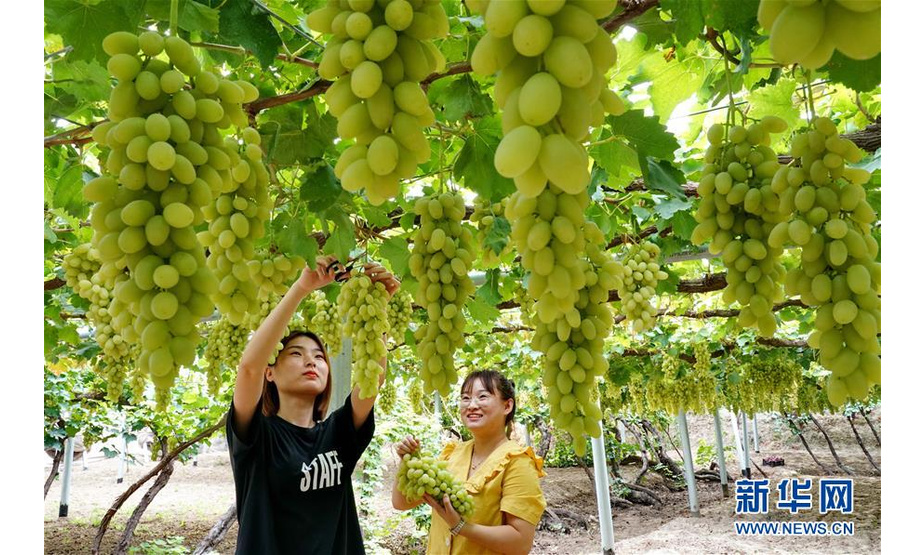 9月9日，游客在怀来县桑园镇后郝窑村的果园采摘葡萄。新华社记者 杨世尧 摄