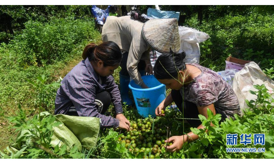 钦州市钦南区丽光农场农民在收获岭南山竹果（8月20日摄）。新华社记者张爱林摄