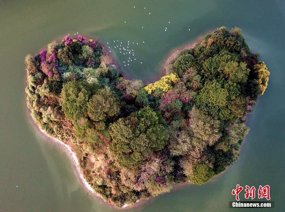 11月13日，空中鸟瞰位于福建漳州碧湖的“心岛”，岛周白鹭纷飞。近年，随着生态环境的不断好转，碧湖已成为漳州的一张名片，吸引许多市民在此休闲娱乐。（航拍图片）中新社记者 王东明 摄