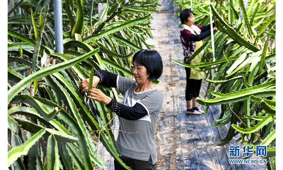 7月10日，在河北省武强县北大洼现代农业示范区的康绿健生态园，工人给火龙果树剪枝。新华社记者 李晓果 摄