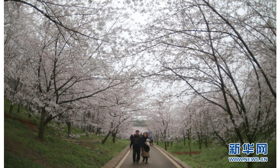 3月11日，游人在贵州省贵安新区的樱花园赏花游玩。

春季里，贵州省贵安新区红枫湖畔的樱花园内樱花绽放，花海如云似雪，吸引游人踏春赏樱。

新华社发（张晖 摄）