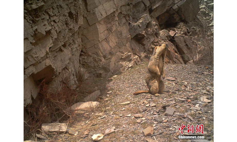 图为红外相机在三江源区域记录到的旱獭影像。山水自然保护中心 供图