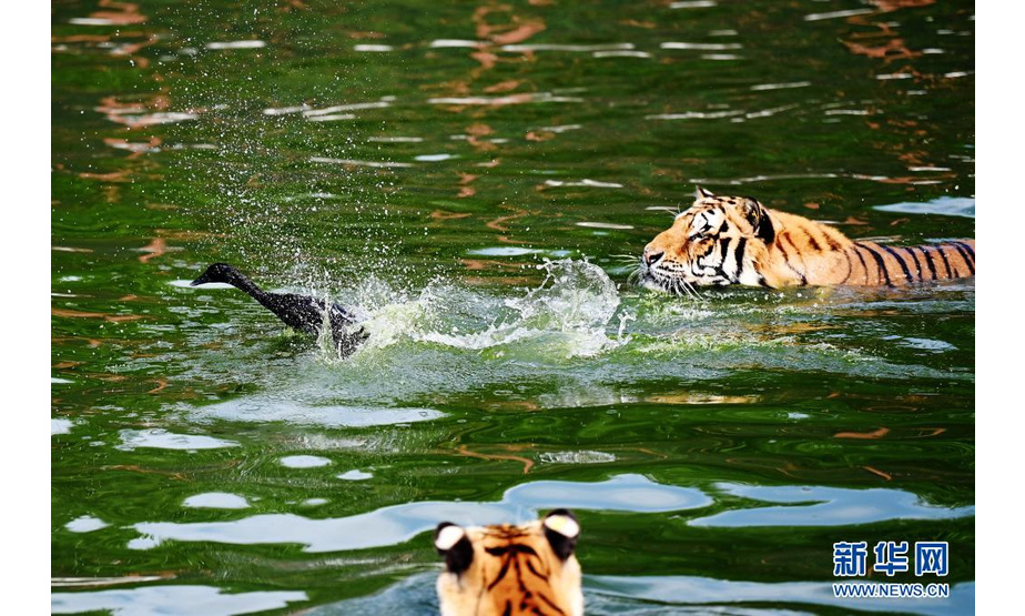 在横道河子东北虎林园野化训练区水池中，东北虎在捕食鸭子（7月26日摄）。

　　新华社记者 王建威 摄
