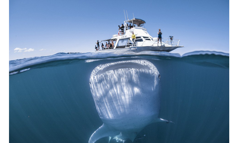 环球网综合报道 据英国《每日邮报》报道，近日，有摄影者在距西澳大利亚海岸约6公里处的宁格鲁礁附近拍摄到庞大的鲸鲨潜藏在一艘游艇下方的照片。