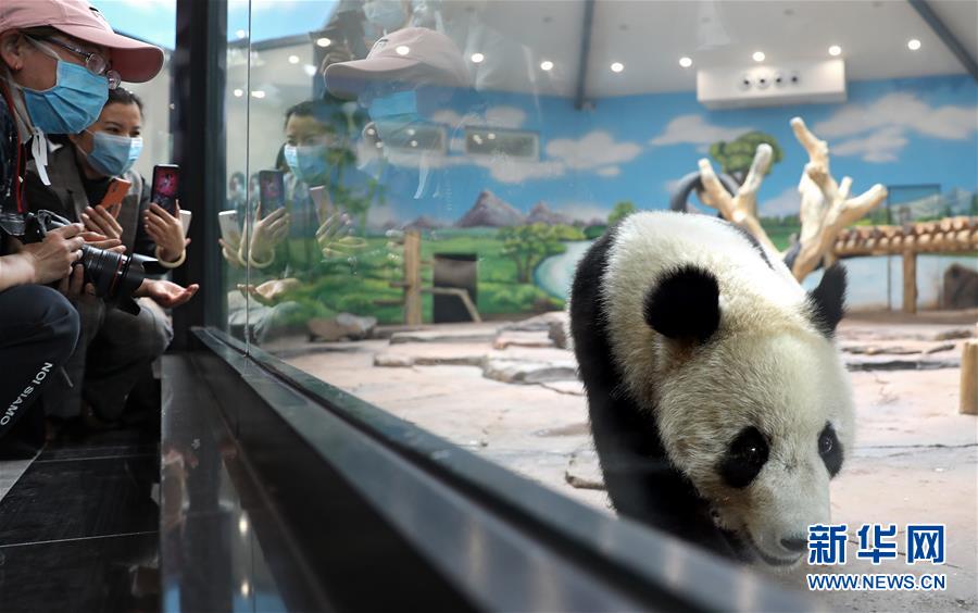 　　5月21日，大熊猫“青城”在鞍山市二一九动物园大熊猫馆适应新环境。 当日，两只分别来自中国大熊猫保护研究中心雅安碧峰峡基地和都江堰青城山基地的大熊猫“阿灵”和“青城”，入住辽宁省鞍山市二一九动物园大熊猫馆。经过一段时间的适应期，它们将正式与市民和游客见面。 新华社记者 姚剑锋 摄

