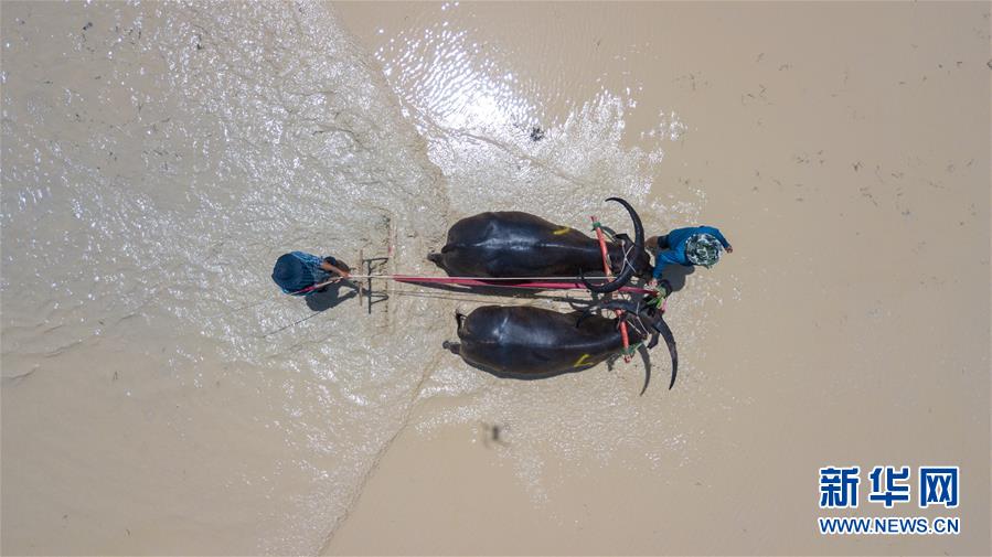 7月13日，在泰国春武里府赛牛节上，参赛者赶着水牛走向起跑线。新华社记者 张可任 摄