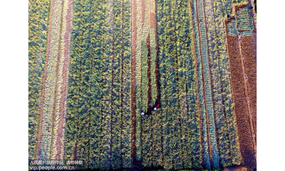 2019年5月21日是二十四节气中的小满，山东临沂农民抓时令忙生产，田间地头一派劳作忙的景象。武纪全/人民图片