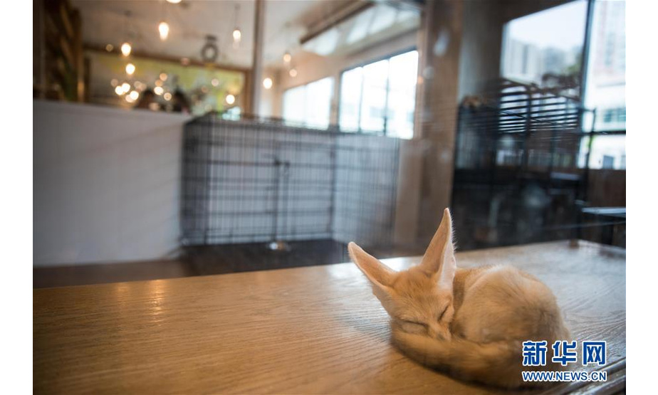 9月9日，一只阔耳狐在曼谷动物咖啡馆休息。 新华社记者 张可任 摄