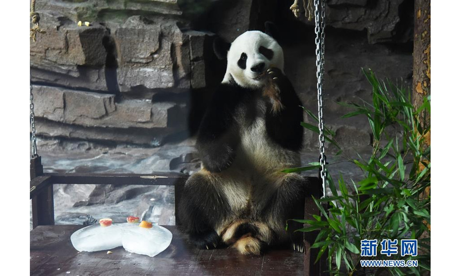 　7月15日，济南野生动物世界的大熊猫“二喜”在啃食竹子。新华社记者 王凯 摄