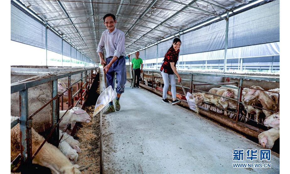 7月21日，在长兴德睿生态农业开发有限公司内，低收入农户在给湖羊添加饲料。低收入农户的湖羊集中在农业公司统一养殖，便于农户学习饲养知识，也便于管理，保证出栏湖羊能达到统一标准。 近年来，“湖羊之乡”浙江省长兴县吕山乡以“产业+合作社+农户”模式，帮扶低收入农户养殖湖羊增收致富。目前全乡共有24户低收入帮扶对象认领240头“扶贫羊”，每年每户可增收1.8万元。 新华社记者 徐昱 摄