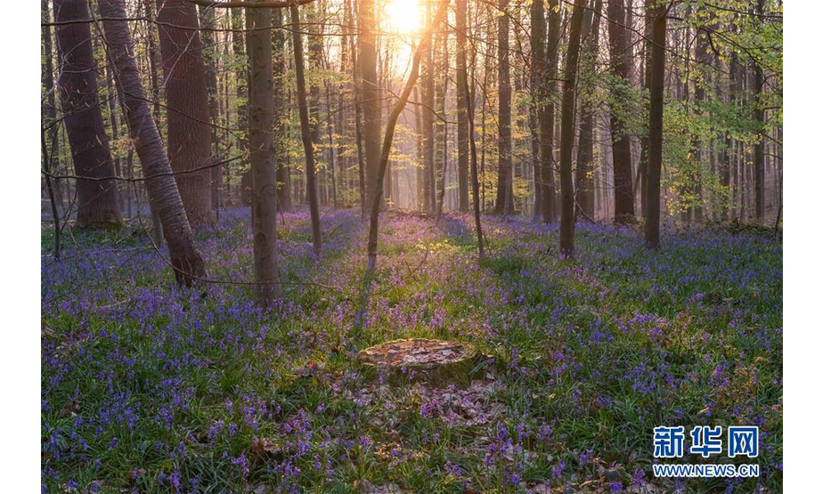 这是4月18日在比利时布鲁塞尔南郊哈勒森林拍摄的蓝铃花。随着大片蓝铃花盛开，位于比利时布鲁塞尔以南20公里处的哈勒森林充满了紫色的梦幻气息，又被称作“紫花森林”。新华社记者 张铖 摄