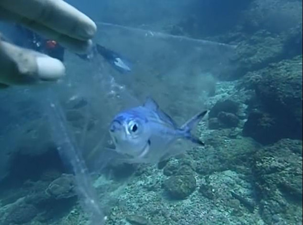 暖心!泰国潜水教练救助被困塑料袋中小鱼