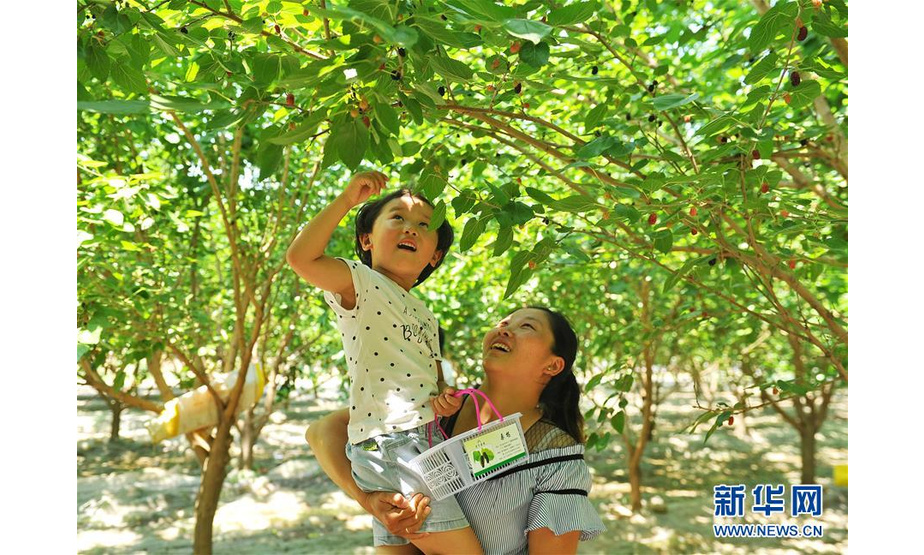 6月18日，游客在河北省泊头市一家桑葚采摘园内采摘桑葚。