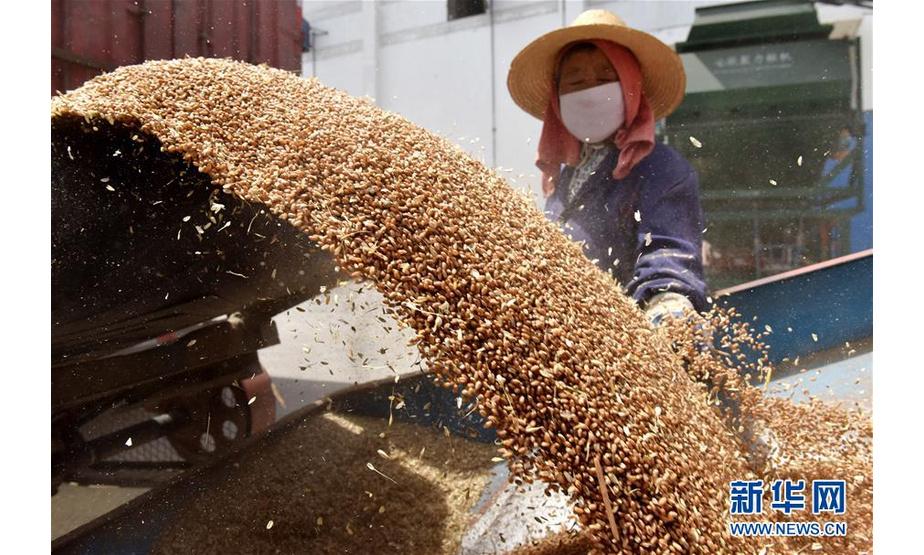 6月7日，在安徽省巢湖市一粮食收购点，工作人员在查看入库的小麦。 “三夏”时节，农民利用晴好天气加紧收割小麦，确保颗粒归仓。 新华社发（马丰成 摄）