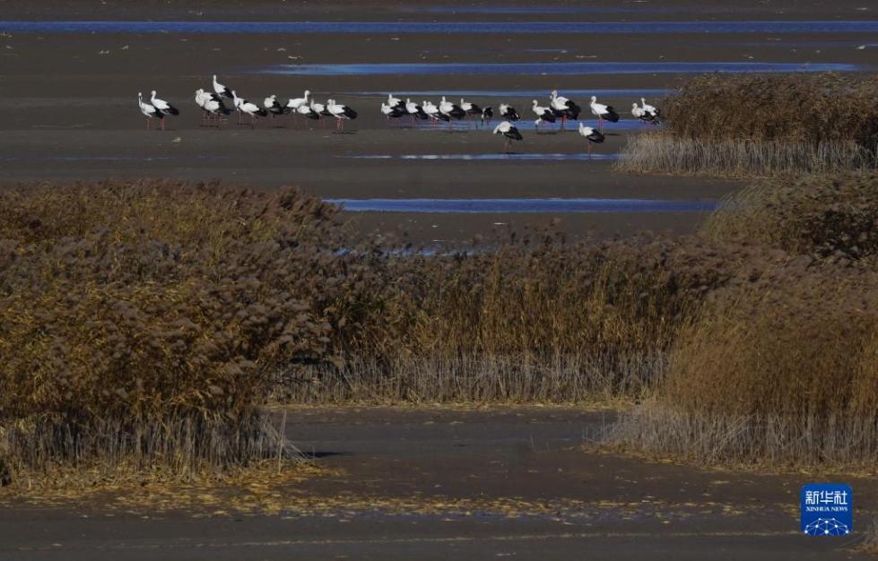 11月14日，一群东方白鹳在曹妃甸湿地觅食。

　　近日，大批南迁的东方白鹳飞抵河北省唐山市曹妃甸湿地休息、觅食。据介绍，该地2020年以来不断加强湿地保护力度，曹妃甸湿地逐渐成为国家一级保护动物东方白鹳的重要栖息地。

　　新华社记者 杨世尧 摄