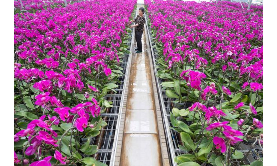 5月26日，花农在位于黑龙江省哈尔滨市的红旗农场腾硕达农业产业园区照料蝴蝶兰。