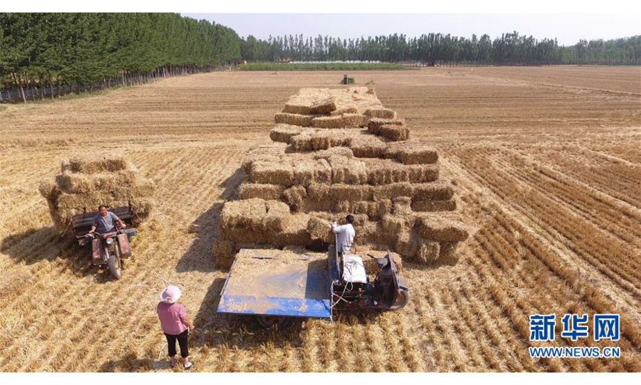 6月12日，在山东省聊城市茌平县贾寨镇卢吴村，村民堆放打捆的小麦秸秆（无人机拍摄）。新华社发（赵玉国 摄）