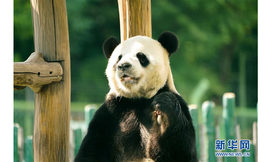7月18日，大熊猫佑佑在熊猫馆中活动。 新华社记者王松摄