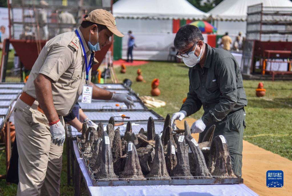 9月22日，在印度阿萨姆邦戈拉卡德地区，工作人员展示即将被销毁的犀牛角。

　　当地有关部门22日焚毁了一批收缴的犀牛角。

　　新华社发