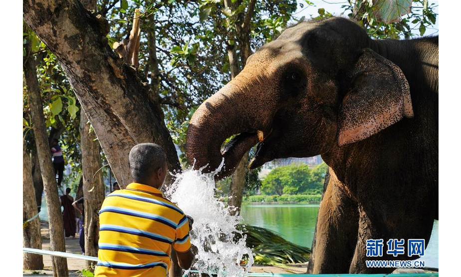 月17日，在斯里兰卡首都科伦坡，25岁的大象“坎贾纳”接受人工淋浴。“坎贾纳”来自斯里兰卡中部库鲁内格勒，它的主人贾亚拉夫纳说，他们走了4天才抵达科伦坡。 位于斯里兰卡首都科伦坡市中心的贝拉湖畔平日里行人不多、十分安宁。不过，在每年2月佛教节日“纳瓦姆月圆节”期间，这里都会因一些远方“贵宾”安营扎寨而失去以往的宁静，它们就是受邀参加月圆节游行的几十头大象。 新华社记者 唐璐 摄
