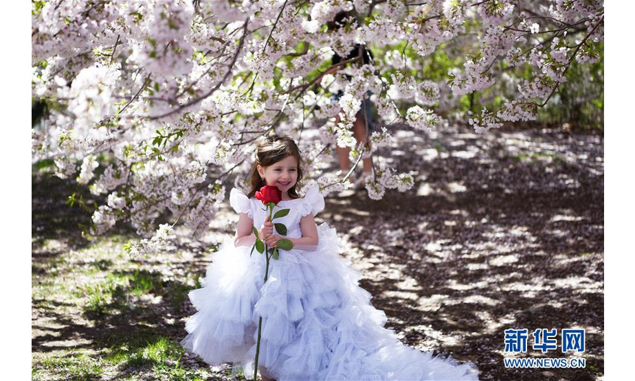 4月16日，一名小女孩在美国纽约中央公园的樱花树下拍照。随着气温回暖，4月的纽约告别了漫长冬季，春花烂漫，生机盎然。 新华社记者韩芳摄