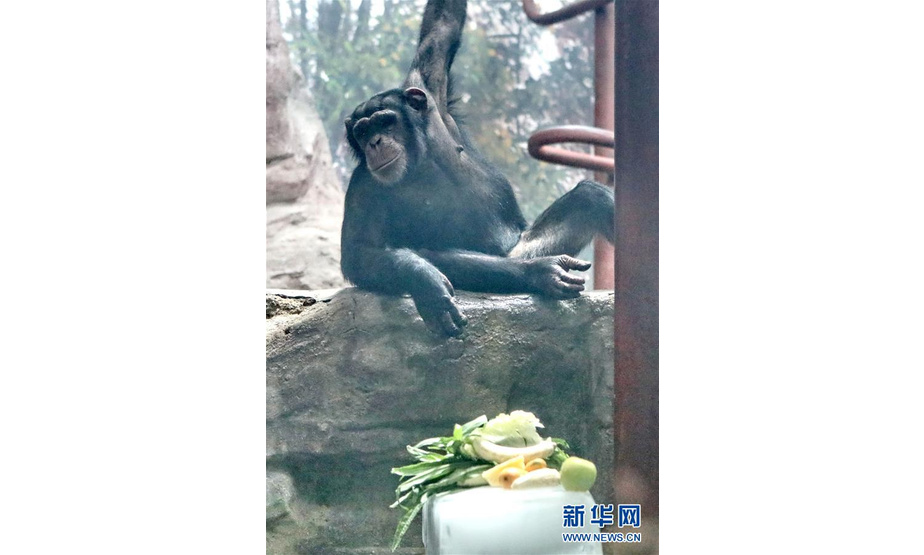 7月18日，在北京动物园，黑猩猩准备享用降暑“冰点心”。新华社记者 李欣 摄