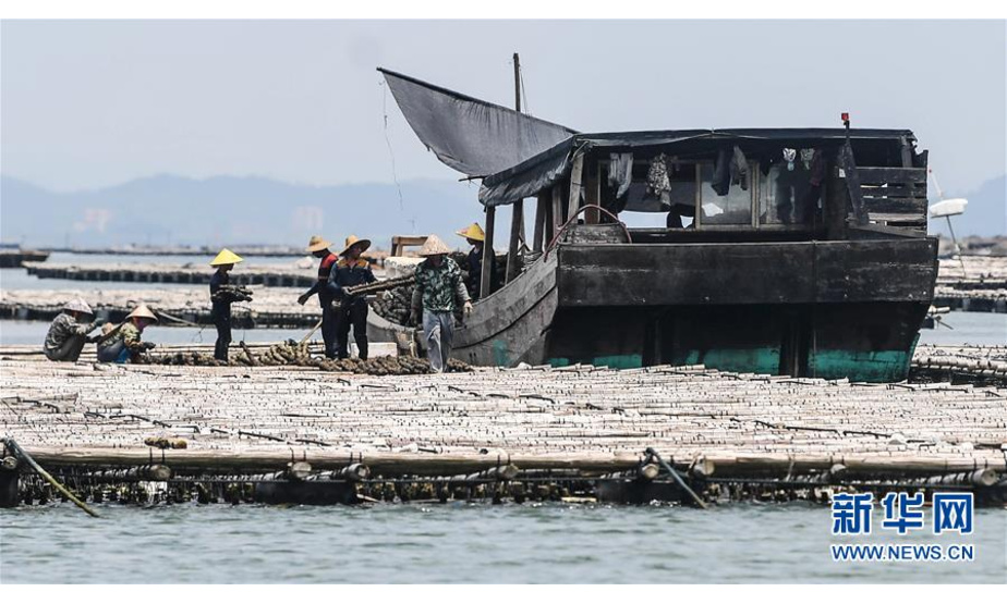 在钦州市龙门港标准化大蚝吊养基地，村民在将已经收取的蚝柱装船（7月20日摄）。 新华社记者 张爱林 摄