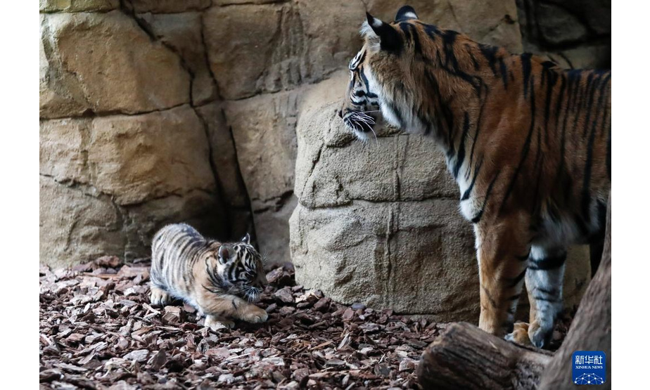 1月27日，苏门答腊虎幼崽（左）与虎妈妈在英国伦敦动物园里玩耍。

　　英国伦敦动物园的苏门答腊虎家族近日“喜添新丁”。 一只苏门答腊虎幼崽于2021年12月12日出生，“虎头虎脑”的它立即成为动物园里的明星。

　　新华社记者 韩岩 摄