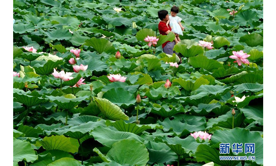 6月30日，市民在河南郑州紫荆山公园内观赏荷花。新华社记者 李安 摄