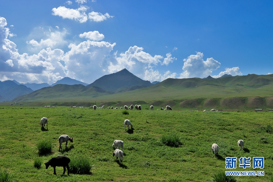 盛夏时节，地处甘肃省张掖市肃南裕固族自治县的皇城草原绿草如茵、山花烂漫，与蓝天白云相互映衬。新华网发（成林 摄）