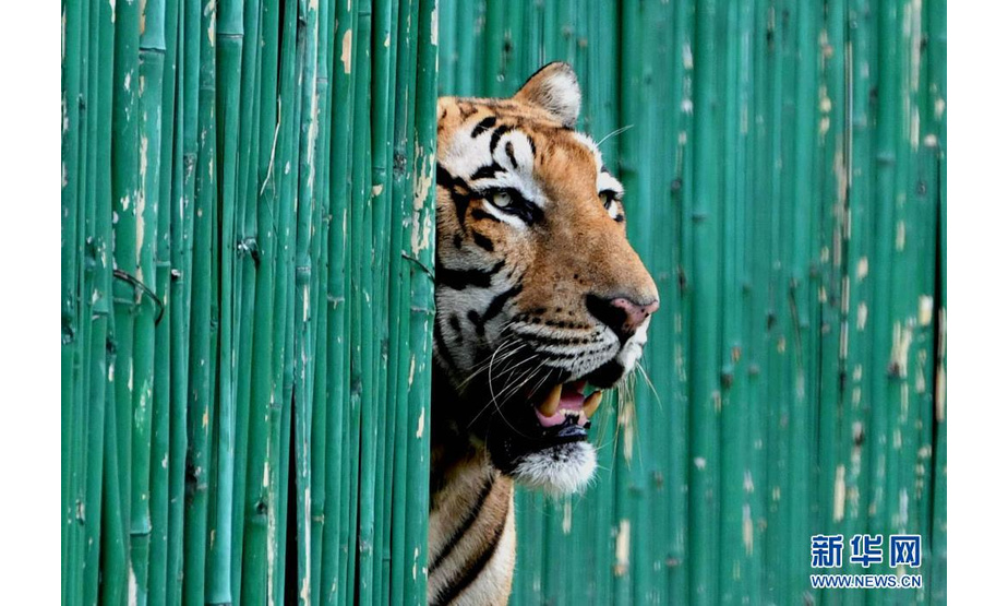 这是8月1日在印度新德里动物园拍摄的孟加拉虎。

　　因新冠疫情而关闭的印度新德里动物园当日重新对公众开放。

　　新华社发（帕塔·萨卡尔摄）