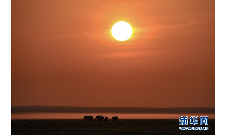 6月16日日出时分，大象在肯尼亚安博塞利国家公园觅食。 新华社记者 李琰 摄
