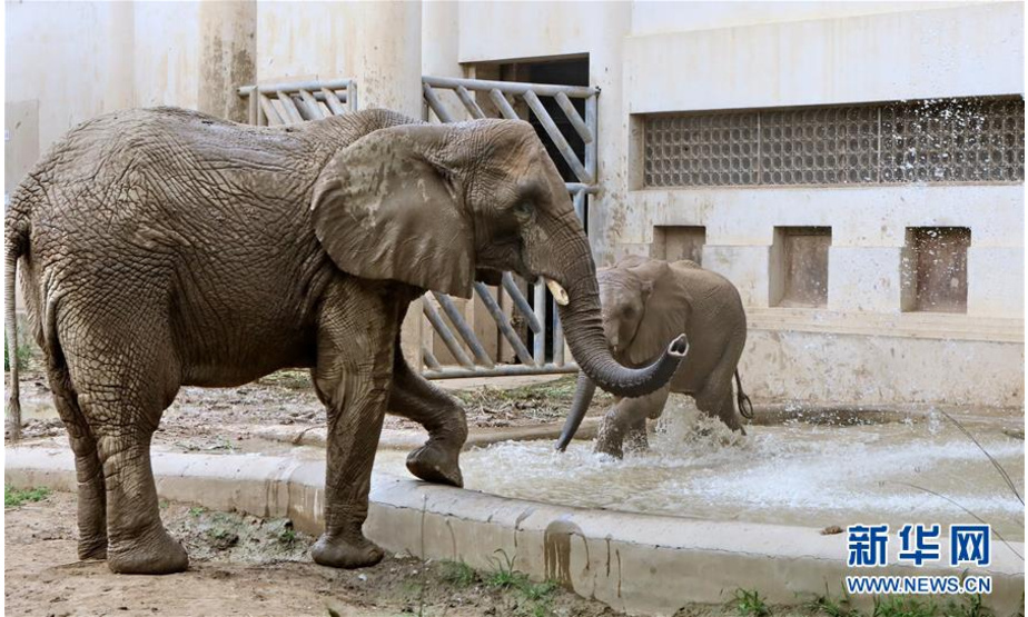 7月18日，在北京动物园，大象在水池内玩耍。新华社记者 李欣 摄