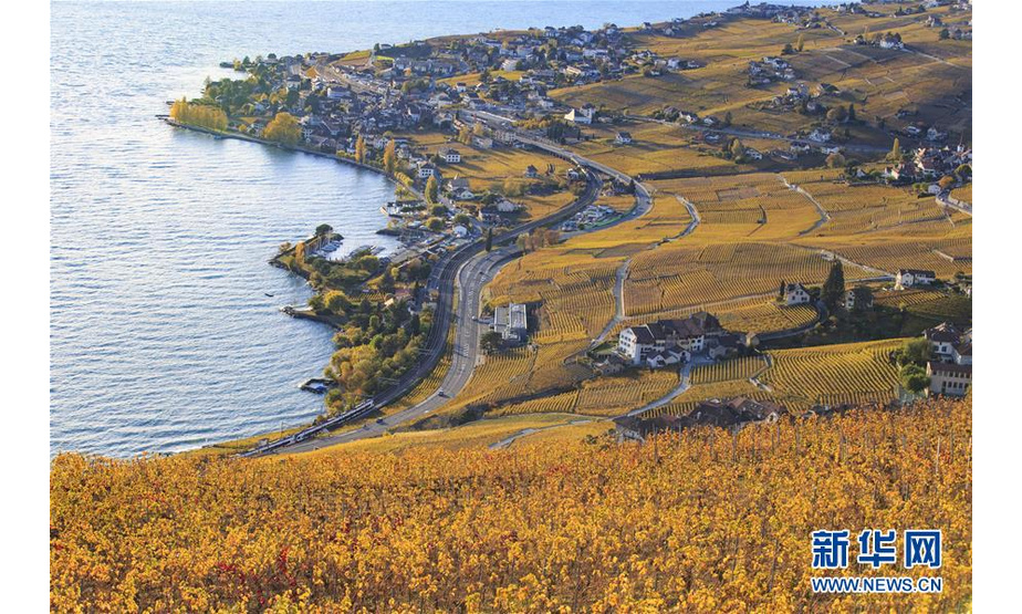 这是2018年10月30日在瑞士西部拉沃地区拍摄的梯田式葡萄园秋景。 6月5日是第47个联合国世界环境日，今年的主题为“关爱自然 刻不容缓”。 新华社记者 徐金泉 摄