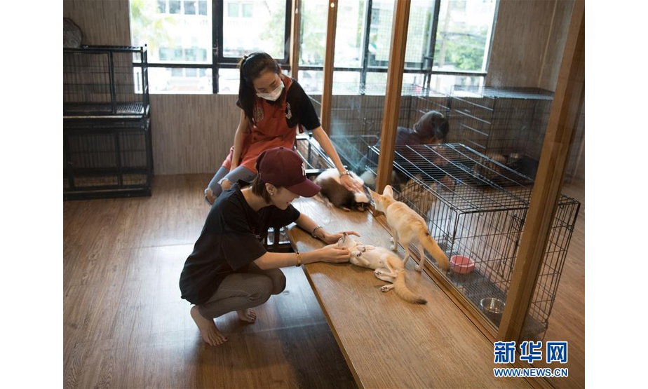 9月9日，人们在曼谷动物咖啡馆和动物互动。新华社记者 张可任 摄